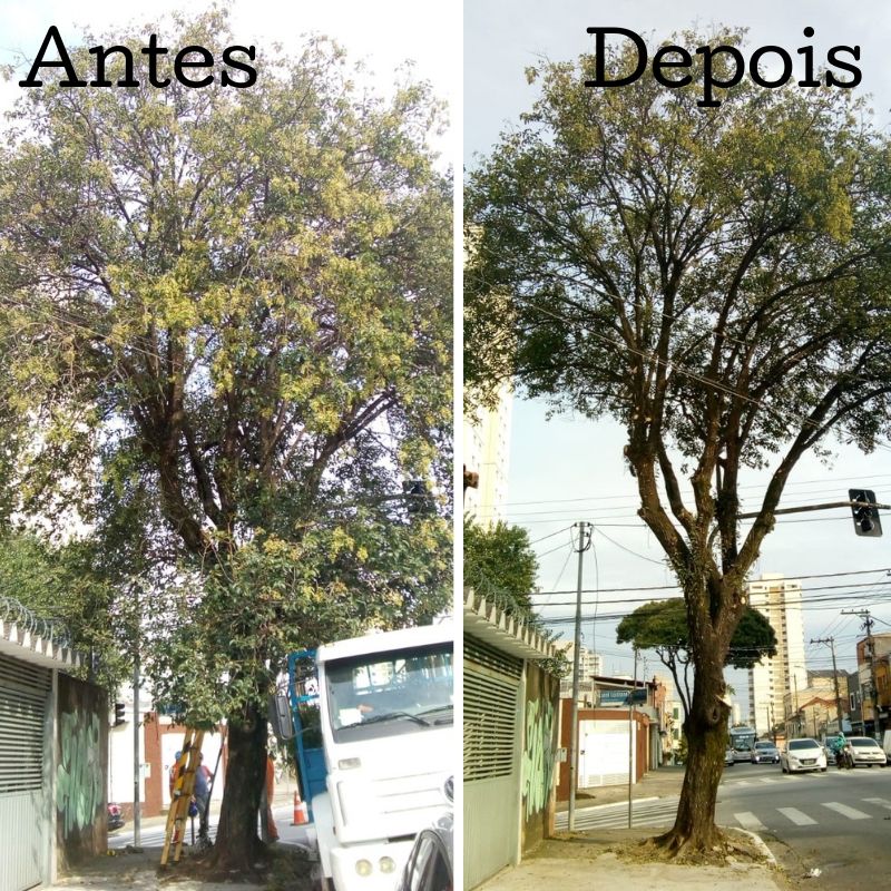 Antes e depois da poda da árvore na rua do Manifesto